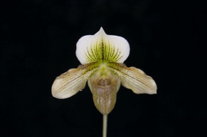 Paphiopedilum Patricia Burke Kelly Huntington's Warding Spots HCC/AOS 79 pts.